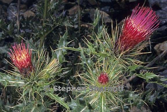 cirsium arizonicum 1 graphic